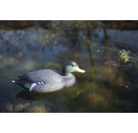 figurine_canard_colvert_male_bassin_koi_02