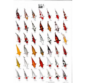 bassin_poster_koi-n°3_66cm_97cm_1