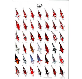 bassin_poster_koi-n°1_66cm_97cm_1