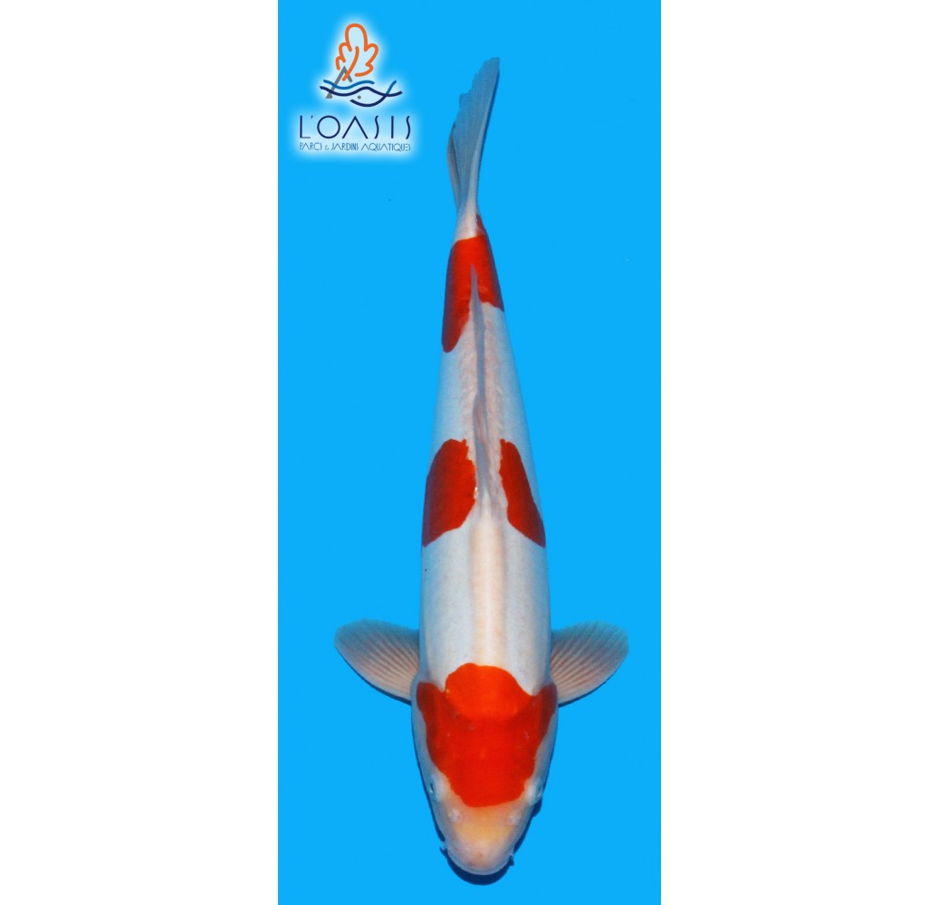 DOTSU KOHAKU 3 ANS MALE 47 CM MARUHIDE CARPE KOI JAPON L OASIS