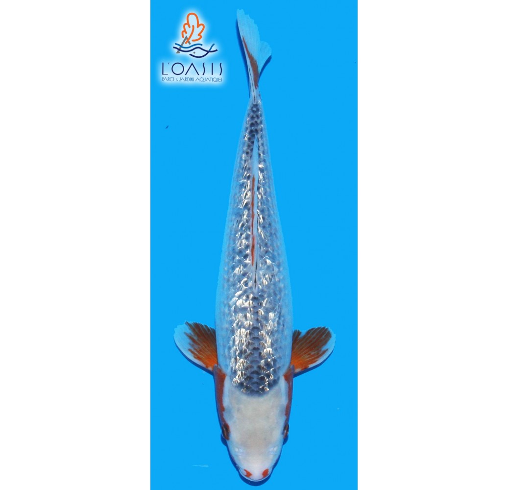GINRIN YUKI ASAGI 4 ANS MALE 43 CM YAMAJU CARPE KOI JAPON L OASIS