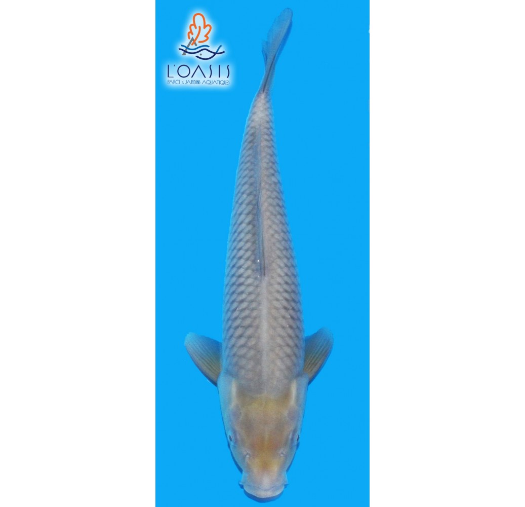 SORAGOI 4 ANS MALE 45 CM MARUHIRO CARPE KOI JAPON