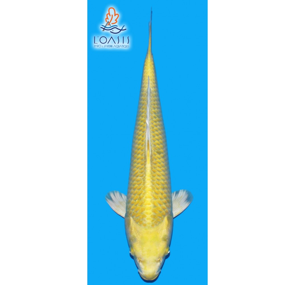 YAMABUKI 2 ANS MALE 45CM SAKAZUME