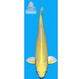 YAMABUKI 2 ANS 40CM SAKAZUME