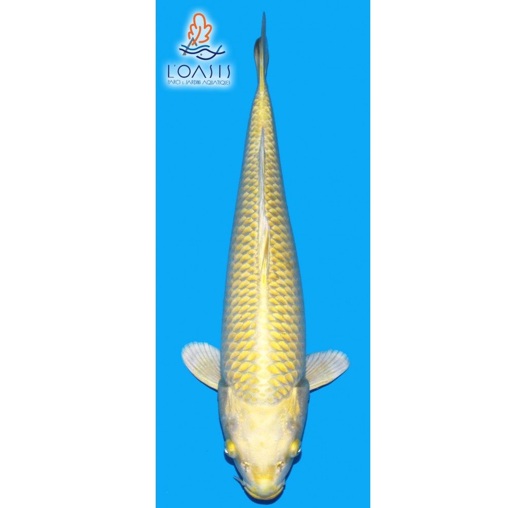 YAMABUKI 2 ANS MALE 40CM SAKAZUME