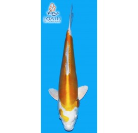 DOITSU HARIWAKE 2 ANS 34CM KODA