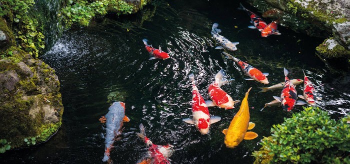 Traversée de bâche pour tuyau à coller de bassin à kois ou de jardin.