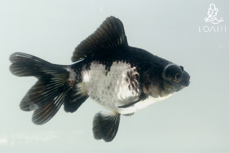 bassin_poisson_panda_japonais_1