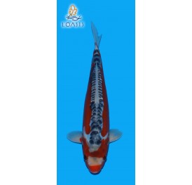 SHUSUI 2 ANS MALE 33CM KAWAKAMI