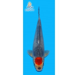 TANCHO GOSHIKI 2 ANS MALE 34CM KAWAKAMI