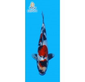 DOITSU SANKE 2 ANS 26CM KAWAKAMI