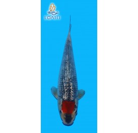 GR TANCHO GOSHIKI 2 ANS MALE 29CM KAWAKAMI