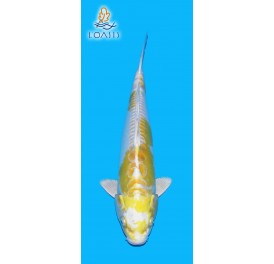 DOITSU HARIWAKE 2 ANS MALE 32CM YAMASAN