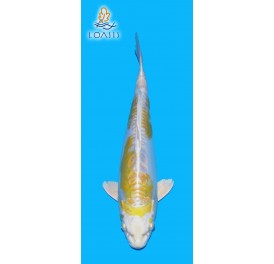 DOITSU HARIWAKE 2 ANS 33CM YAMASAN