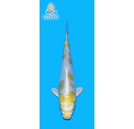 DOITSU HARIWAKE 2 ANS 30CM YAMASAN