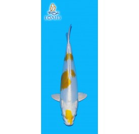 DOITSU HARIWAKE 2 ANS 32CM YAMASAN