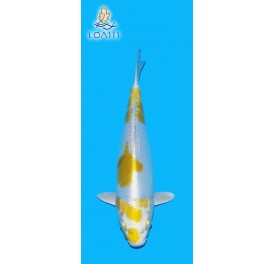 DOITSU HARIWAKE 2 ANS 30CM YAMASAN