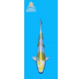 DOITSU HARIWAKE 2 ANS 30CM YAMASAN