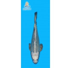 GIN MATSUBA VOILE 2 ANS FEMELLE 39CM YAMASAN