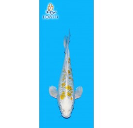 KIN KI SHOWA VOILE 2 ANS 37CM YAMASAN