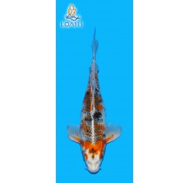 KIN SHOWA VOILE 2 ANS FEMELLE 35CM YAMASAN