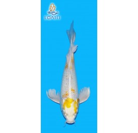 KAWARI VOILE 2 ANS MALE 35CM YAMASAN