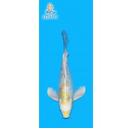 GR KIN KI SHOWA VOILE 2 ANS MALE 34CM YAMASAN