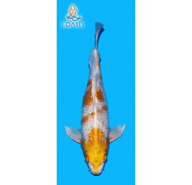 GR SAKURA OGON VOILE 2 ANS MALE 35CM YAMASAN