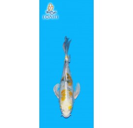 KIN KI SHOWA VOILE 2 ANS 37CM YAMASAN