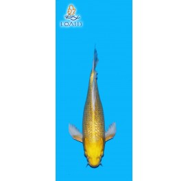 GR YAMABUKI VOILE 2 ANS FEMELLE 33CM YAMASAN