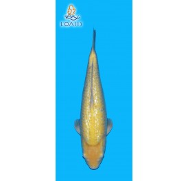 GR KARASHIGOI 2 ANS 40CM MARUSEI