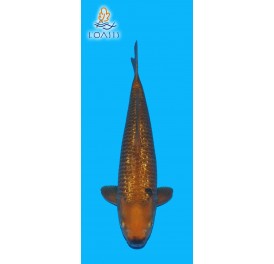 GR CHAGOI BROWN 2 ANS MALE 42CM MARUSEI