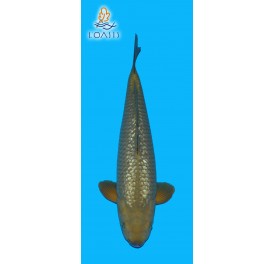 GR CHAGOI 2 ANS MALE 42CM MARUSEI