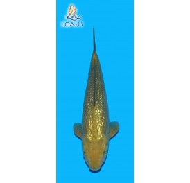 GR CHAGOI 2 ANS MALE 39CM MARUSEI