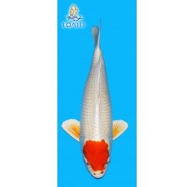 TANCHO HARIWAKE 7 ANS MALE 48 CM YAGENJI