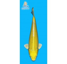 YAMABUKI 4 ANS MALE 47CM SAKAZUME