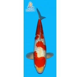 GINRIN KOHAKU 5 ANS MALE 48 CM KANSUKE