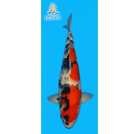 SHOWA 4 ANS FEMELLE 60CM IZUMIYA